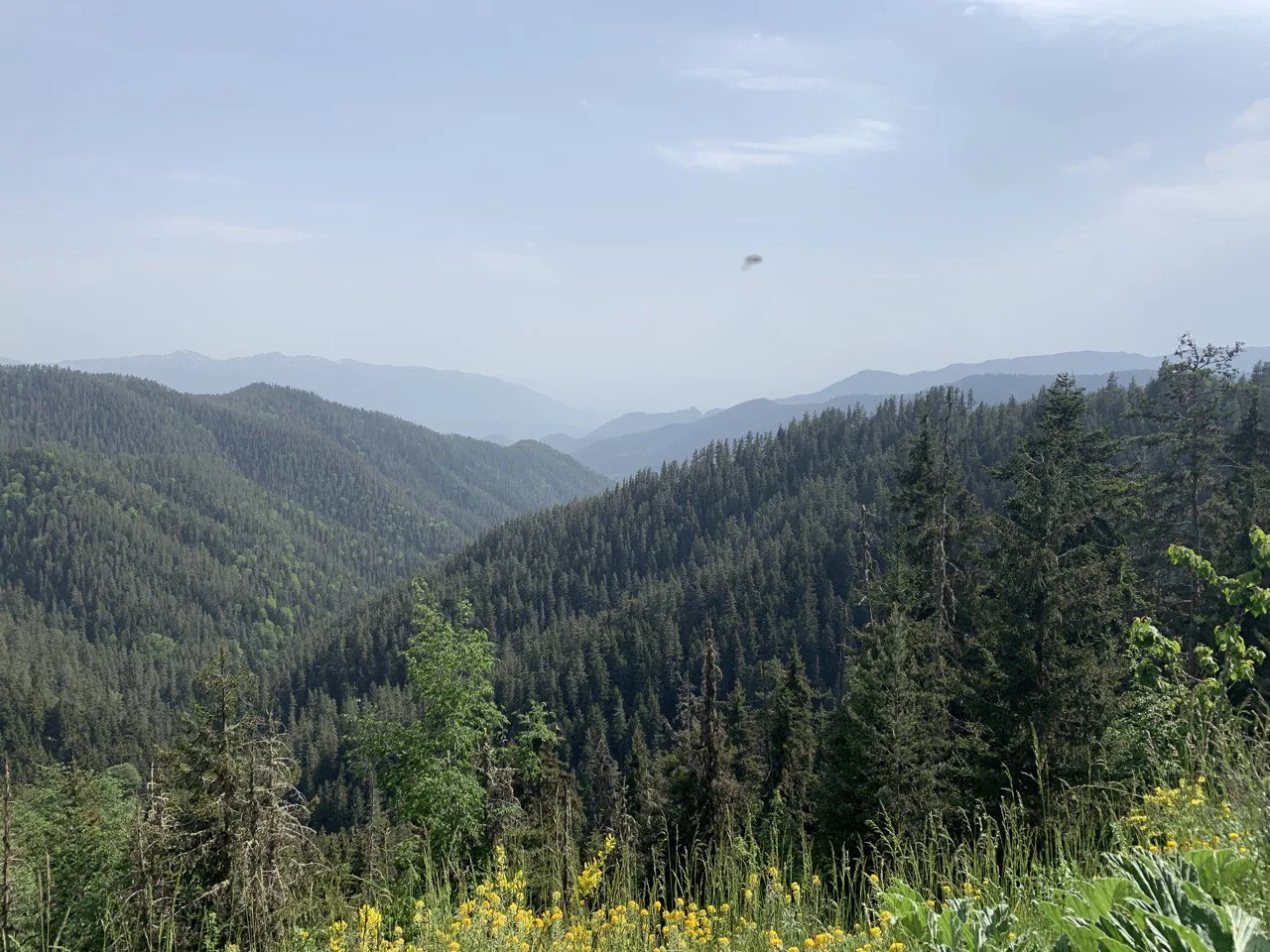Borjomi National Park